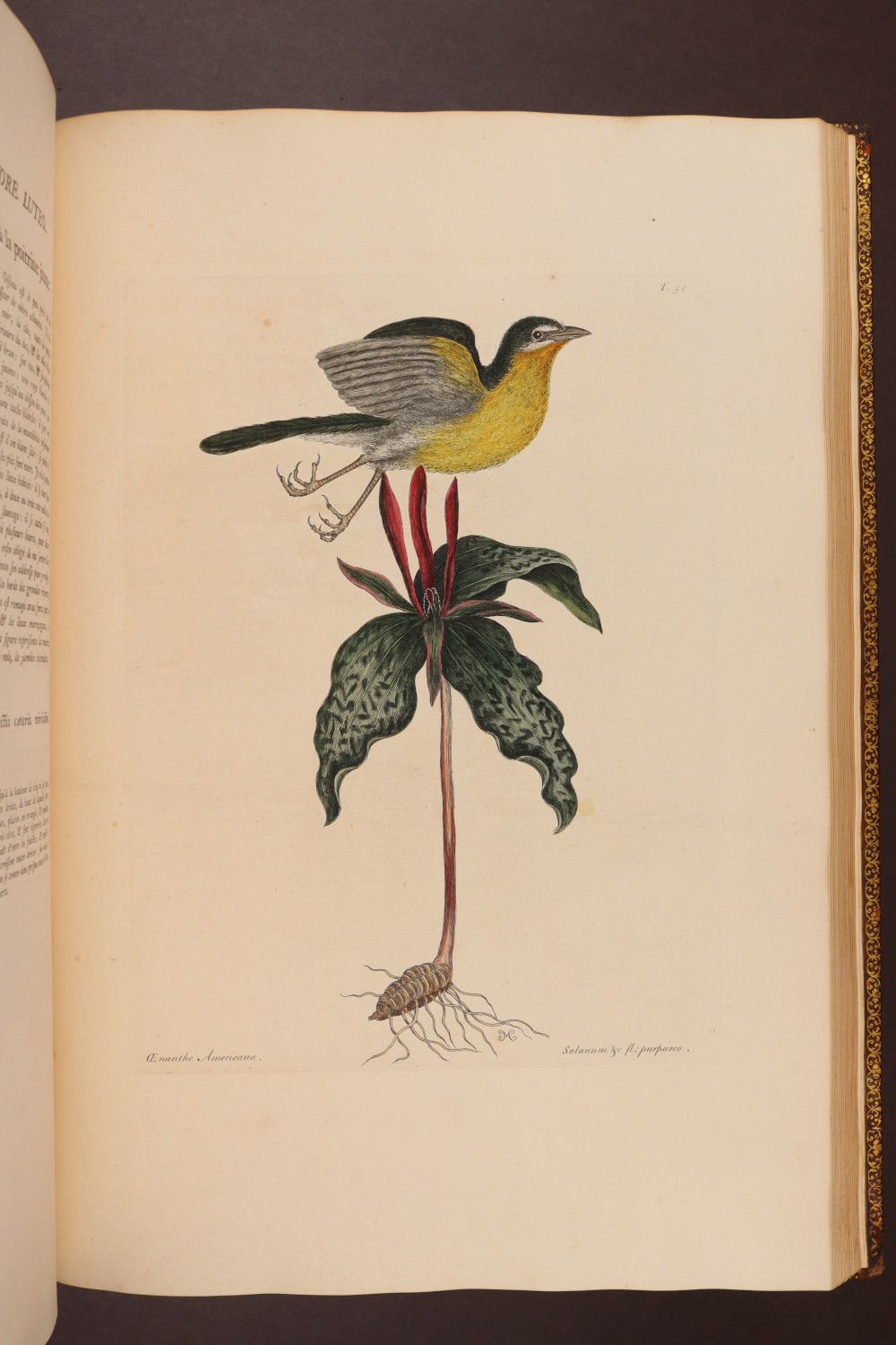 Plate 50